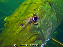 Northern pike > very close < Not shy , taken with Canon S70 by Beate Krebs 